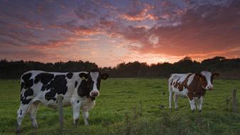 The netherlands cows sunset wallpaper