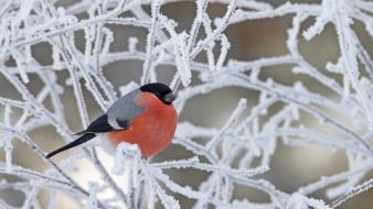 Animals birds branches bullfinch frozen wallpaper