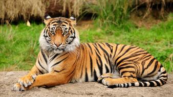 Animals tigers wildlife wallpaper