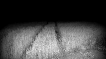 Black fields horror monochrome nature wallpaper