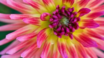 Bloom flowers macro tropical wallpaper