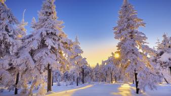 Germany snow trees winter wallpaper