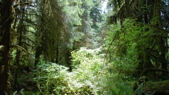 Rainforest sunlight wallpaper