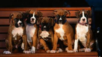 Animals boxer dog dogs puppies wallpaper
