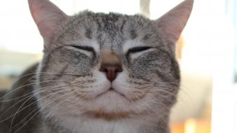 Animals cats smiling wallpaper