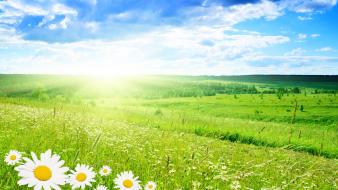 Bright daisy flowers green field wallpaper