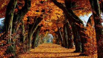 Brown fallen leaves falls narrow wallpaper