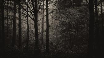 Dark grayscale night trees wallpaper