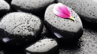 Flower petals macro rocks stones water drops wallpaper