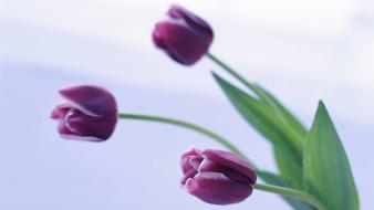 Flowers tulips white background wallpaper