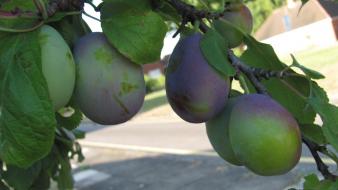 Fruits mango nature wallpaper