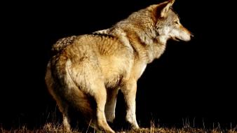 Animals black background wildlife wolves wallpaper