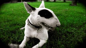 Animals bull terrier dogs wallpaper