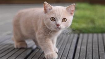 Animals cats low resolution macro pets wallpaper