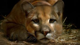 Animals cats puma wallpaper