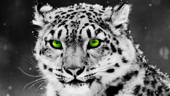 Animals green eyes photo manipulation predator selective coloring wallpaper
