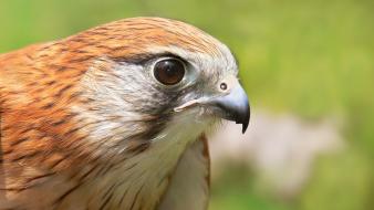 Australian birds falcon bird wallpaper