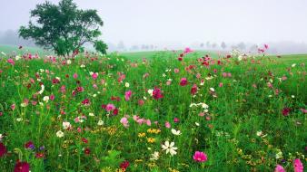 Cosmos flower fields flowers mist wallpaper
