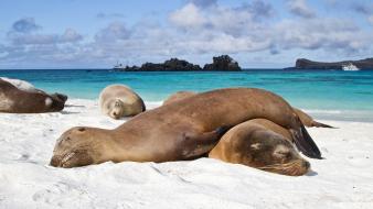 Ecuador animals sea lions wallpaper