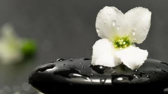 Flowers macro white wallpaper