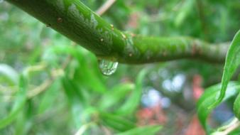 Green rain trees wallpaper