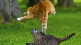 Kung fu animals cats playing wallpaper