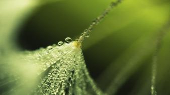 Nature raindrops water drops wallpaper