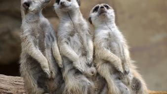 Animals prairie dogs wallpaper