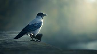 Birds crows fog mist wallpaper