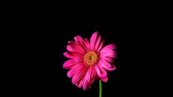 Black background daisy flowers pink wallpaper