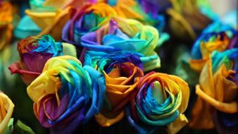 Flowers multicolor roses