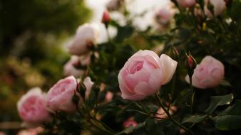 Flowers pink plants roses wallpaper