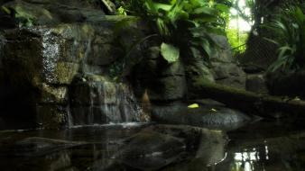 Nature outdoors rainforest realistic wallpaper