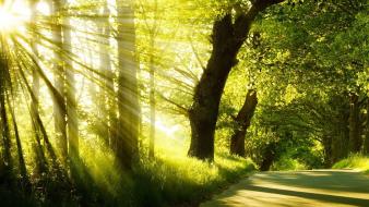 Sun jungle sunlight wallpaper