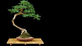 Black background bonsai trees wallpaper