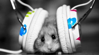 Funny hamsters music wallpaper