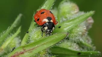 Insects ladybirds nature plants wallpaper