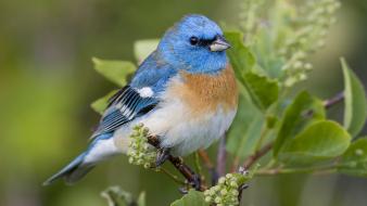 Lazuli bunting montana birds wallpaper