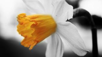 Abstract artwork black and white daffodils flowers wallpaper