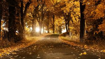 Autumn breeze fallen leaves trees wallpaper
