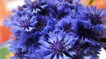 Blue flowers cornflowers wallpaper