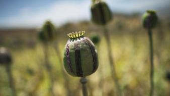 Buds nature opium poppies poppy wallpaper