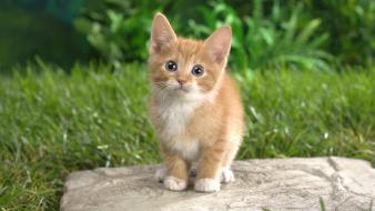 Cats curious wallpaper