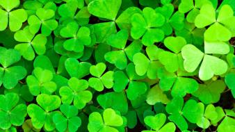 Clover green monochrome wallpaper