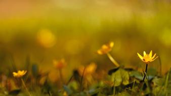 Depth of field flowers grass nature plants wallpaper