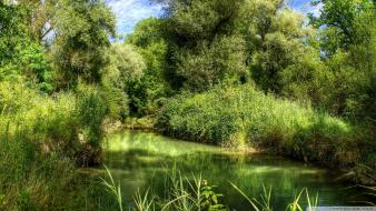 Forests green nature wallpaper