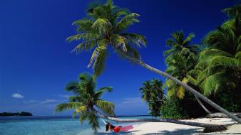 Hammock palm trees wallpaper