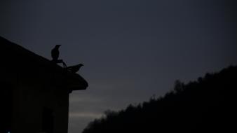Iran animals dark night wallpaper