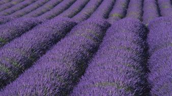Lavender nature wallpaper