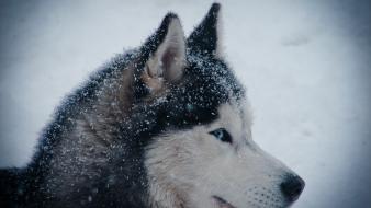 Siberian husky huskies winter wallpaper